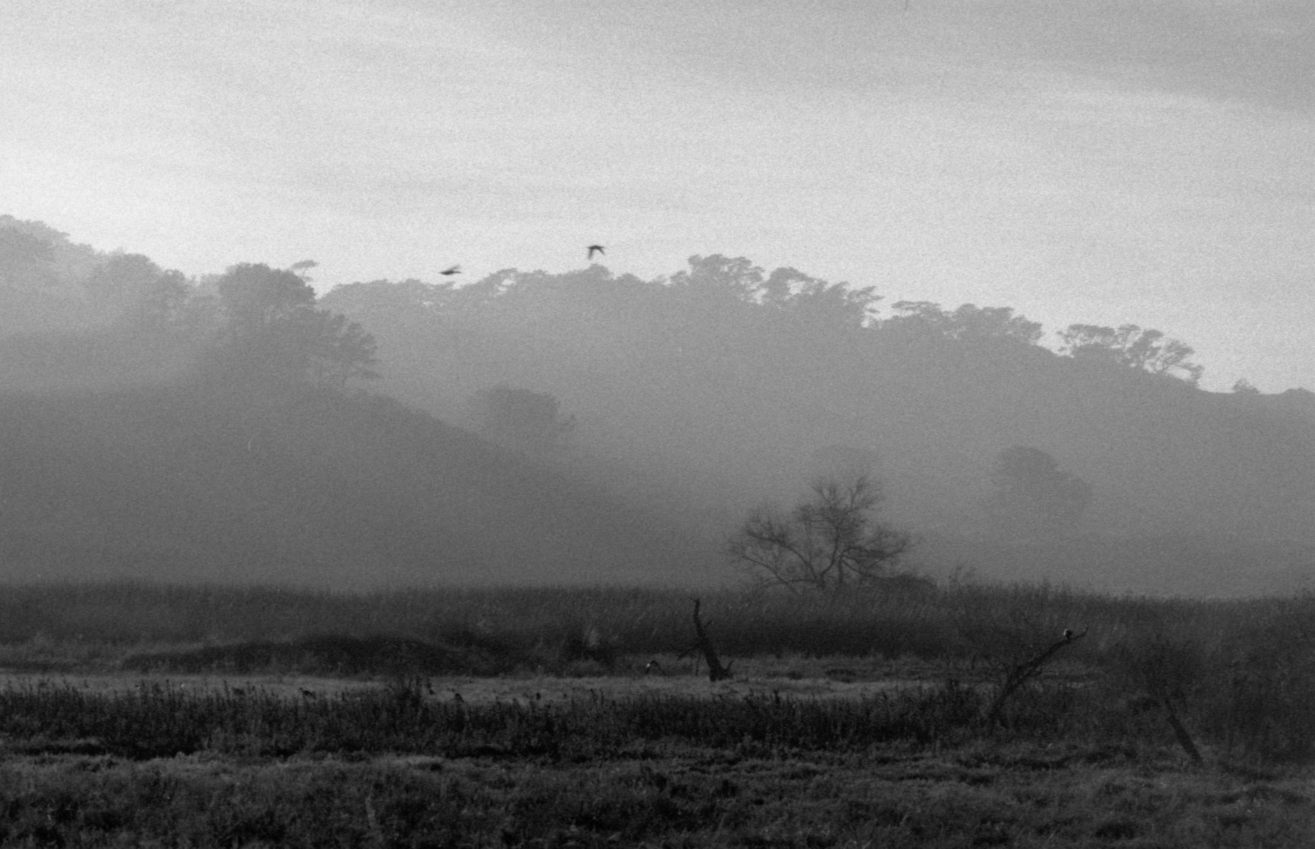 torrey pines haze