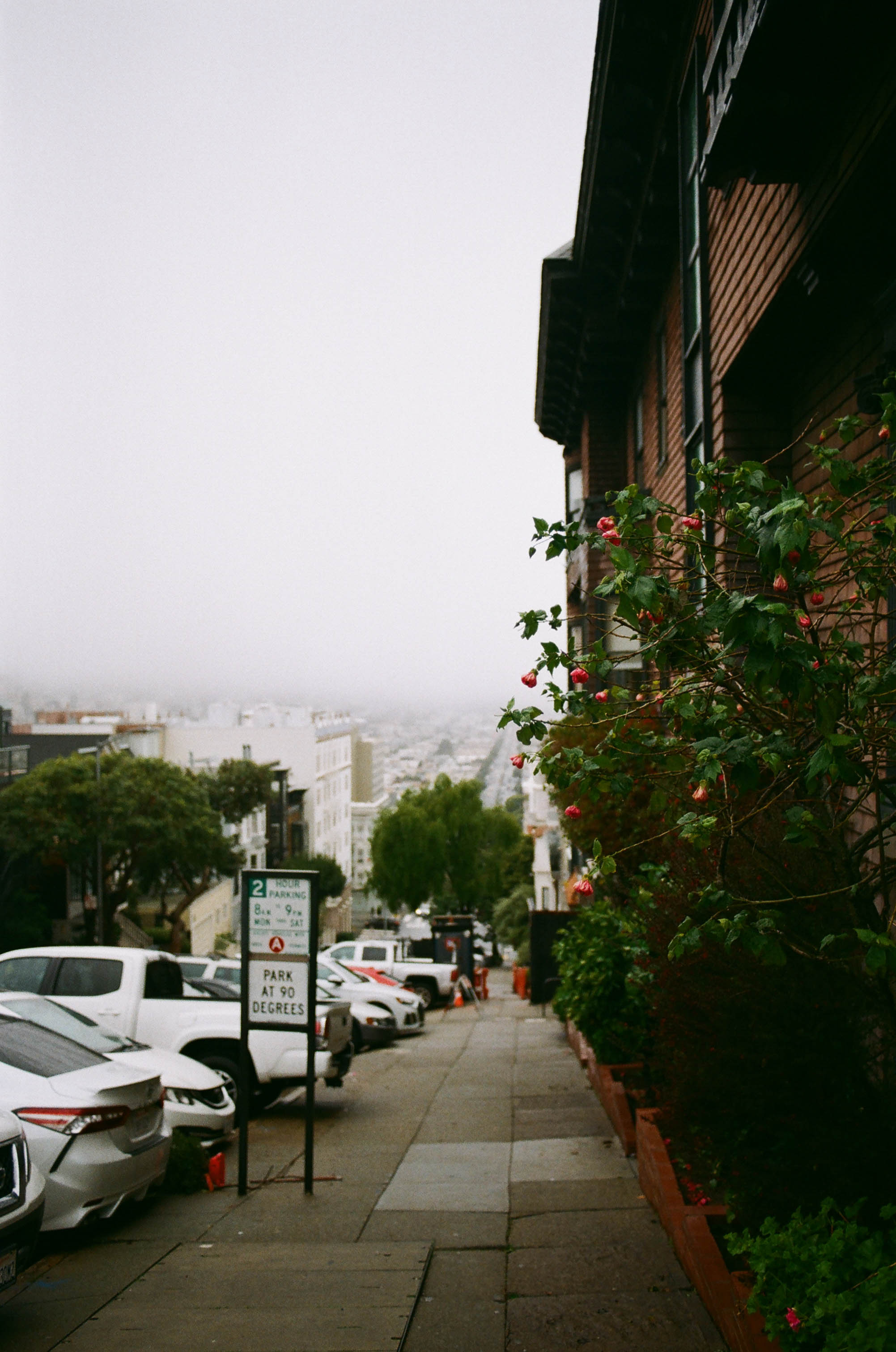 flower over fog