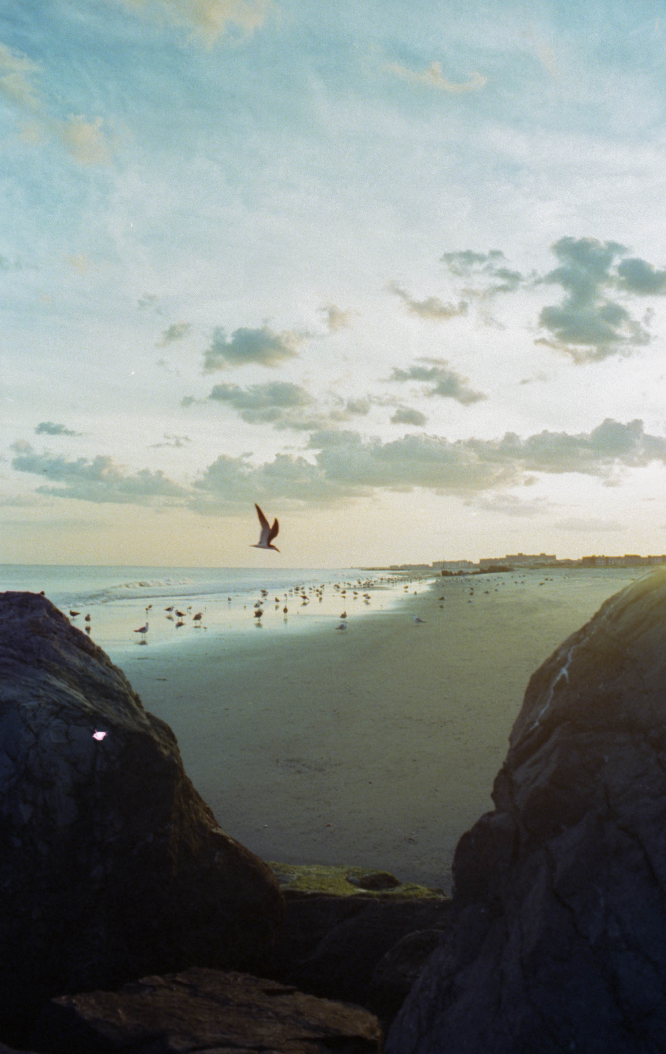 bird at beach