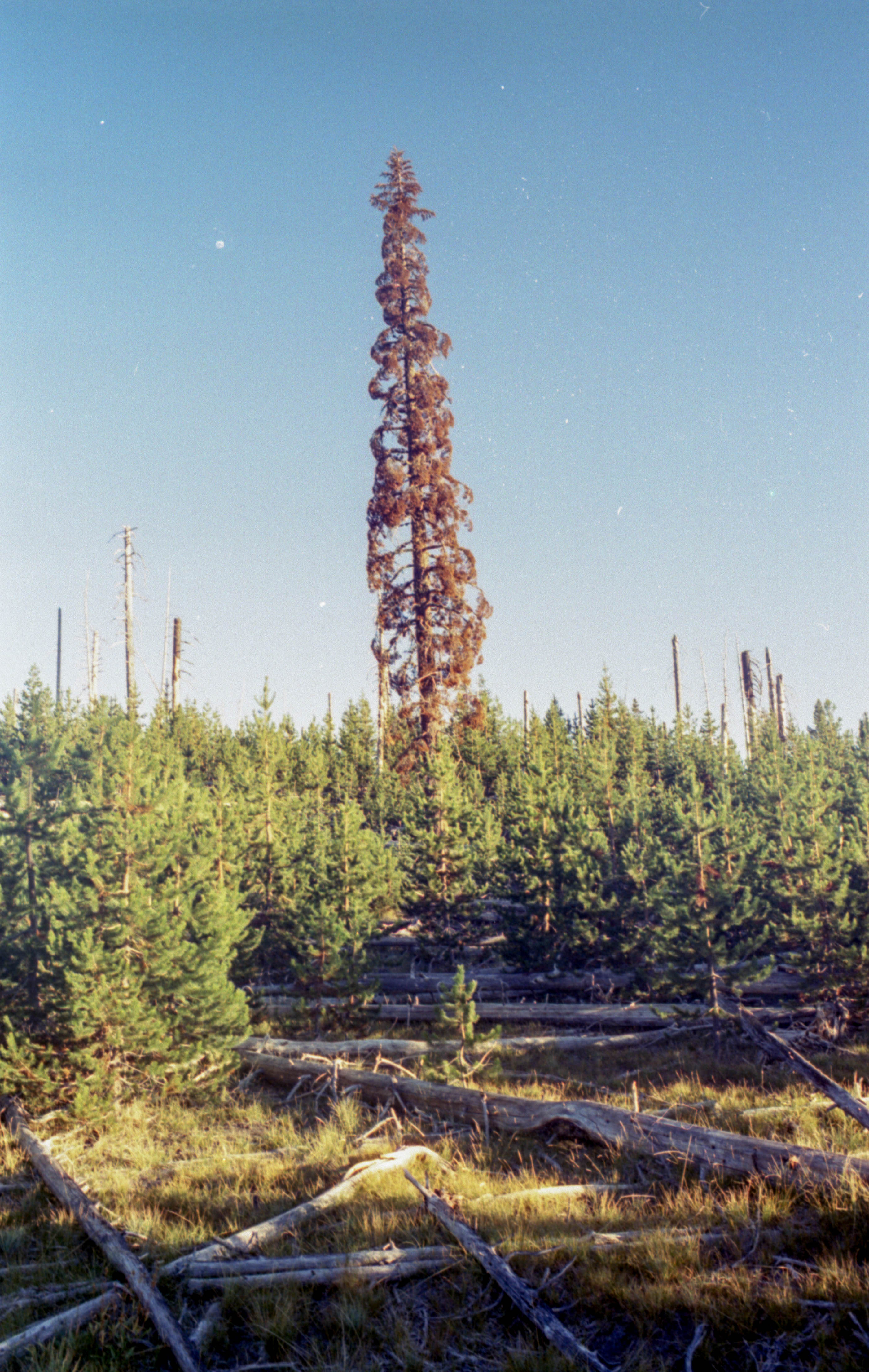 red tree